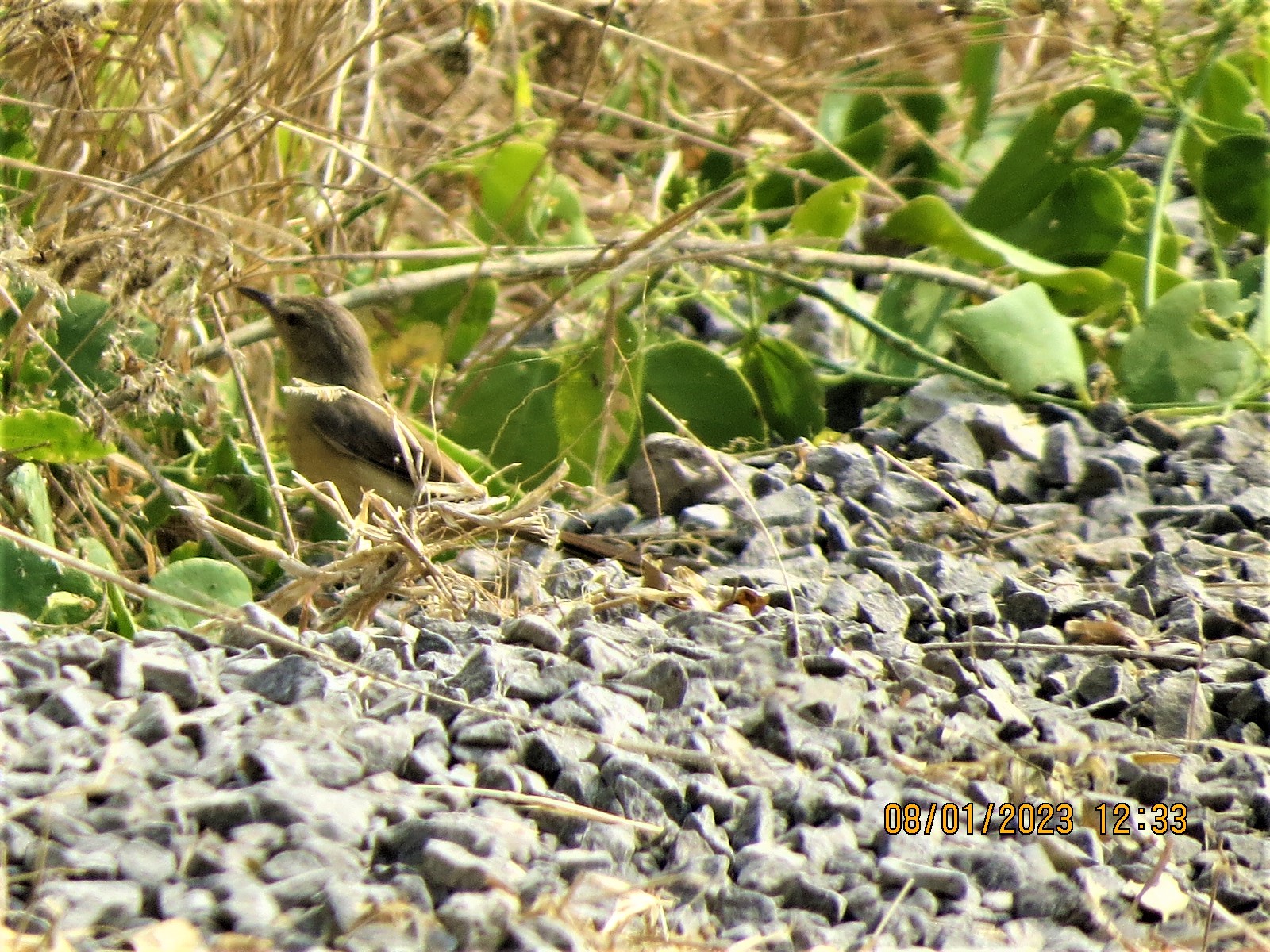 Rufous-fronted Prinia